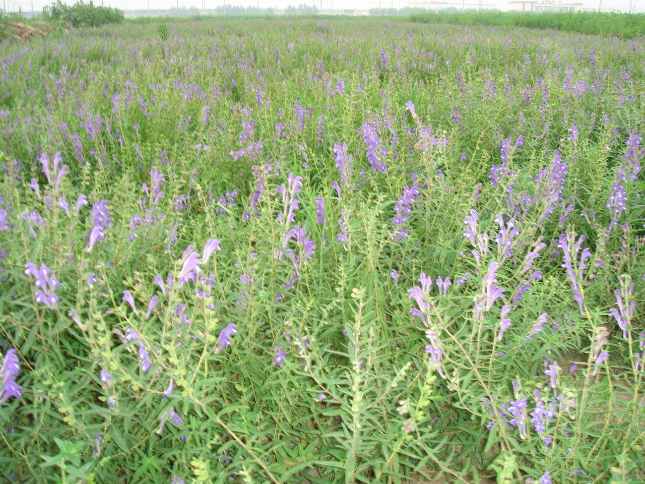 黄芩基地-河北省安国市药用植物种植基地