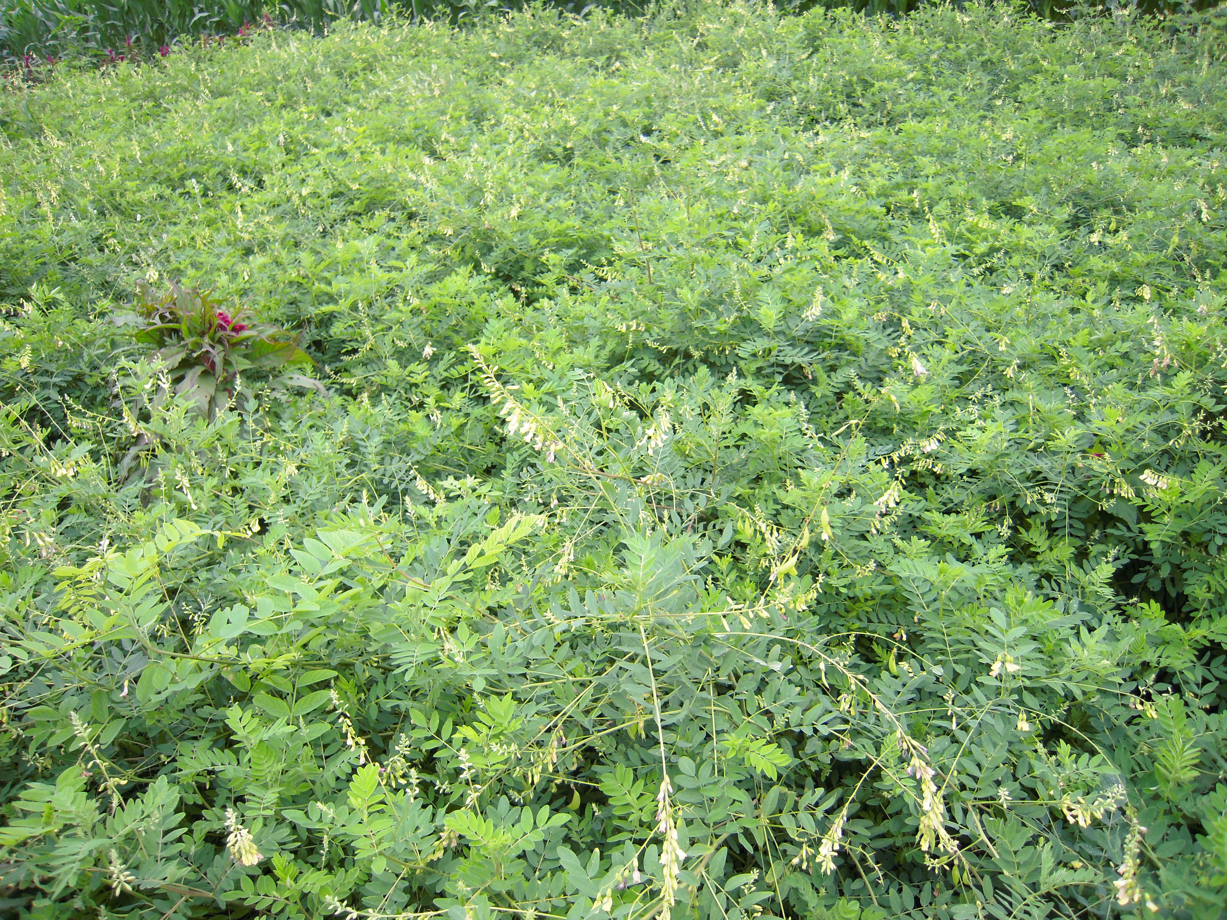 基地名称:黄芪基地