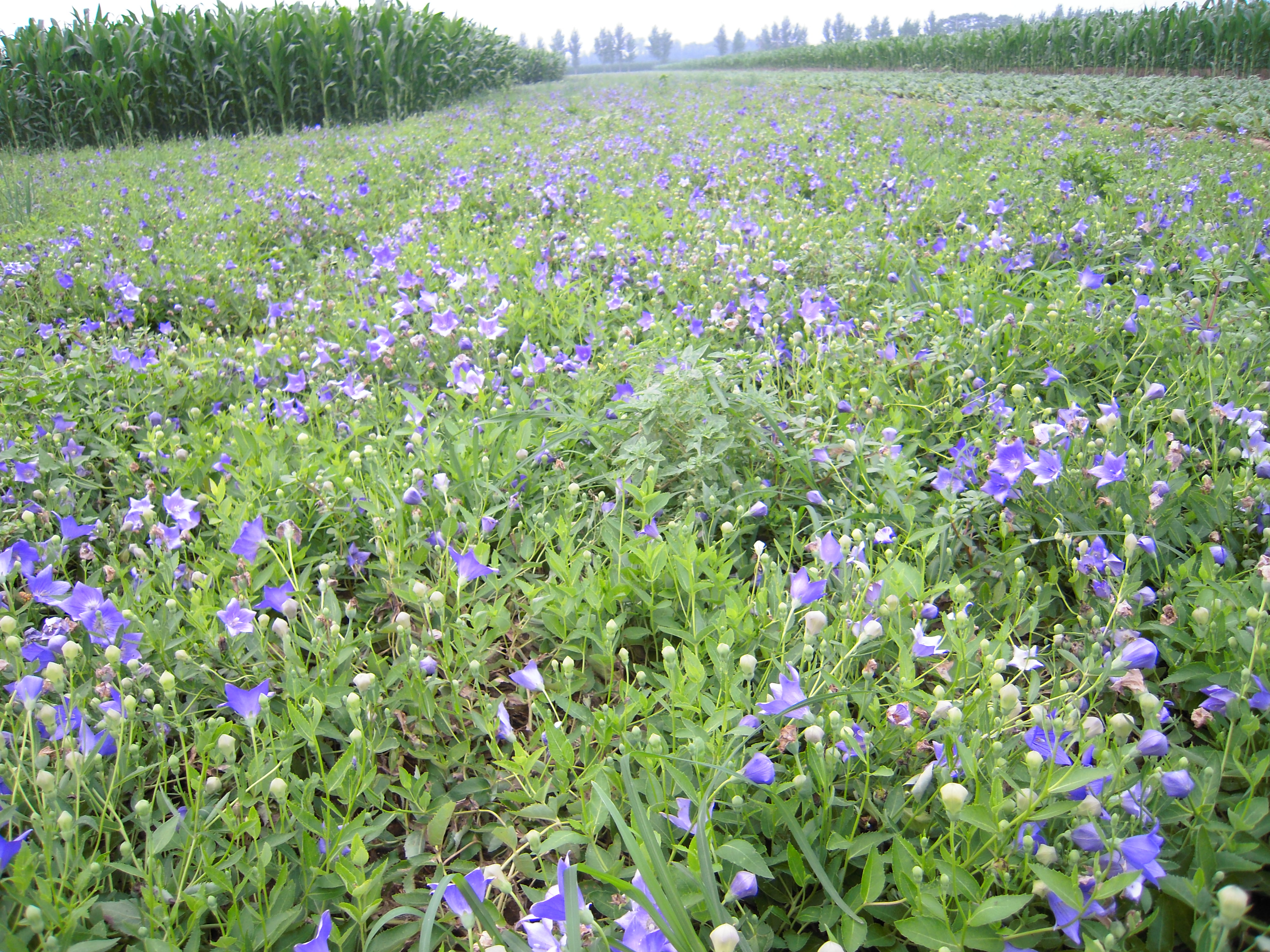 桔梗基地-河北省安国市药用植物种植基地