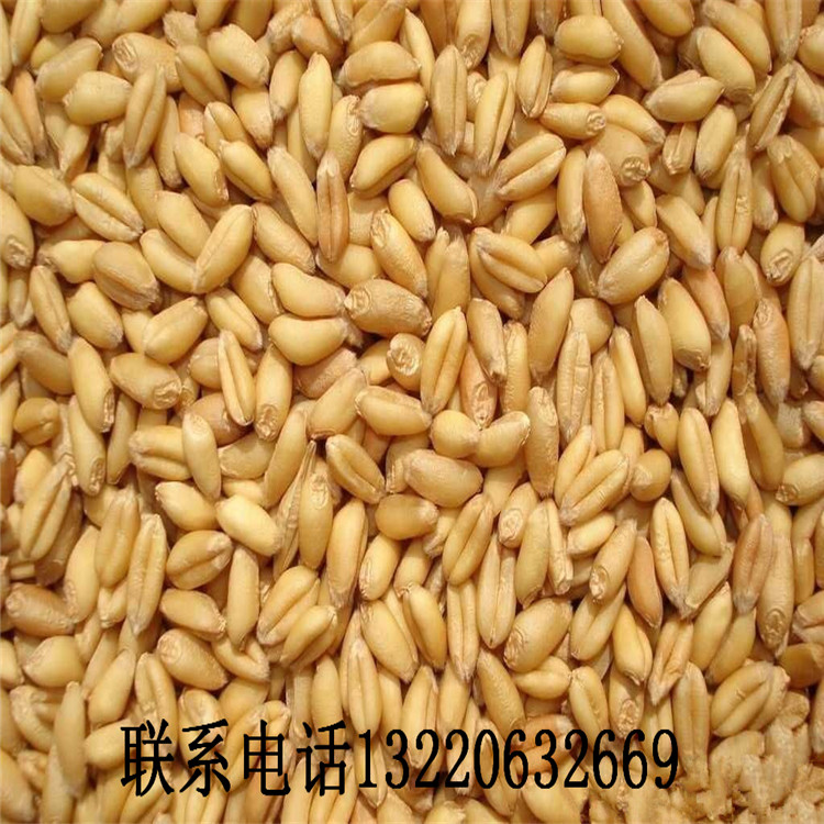 供应小麦,国产小麦,进口小麦,大量供应小麦,供应