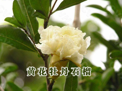 黄花牡丹石榴树