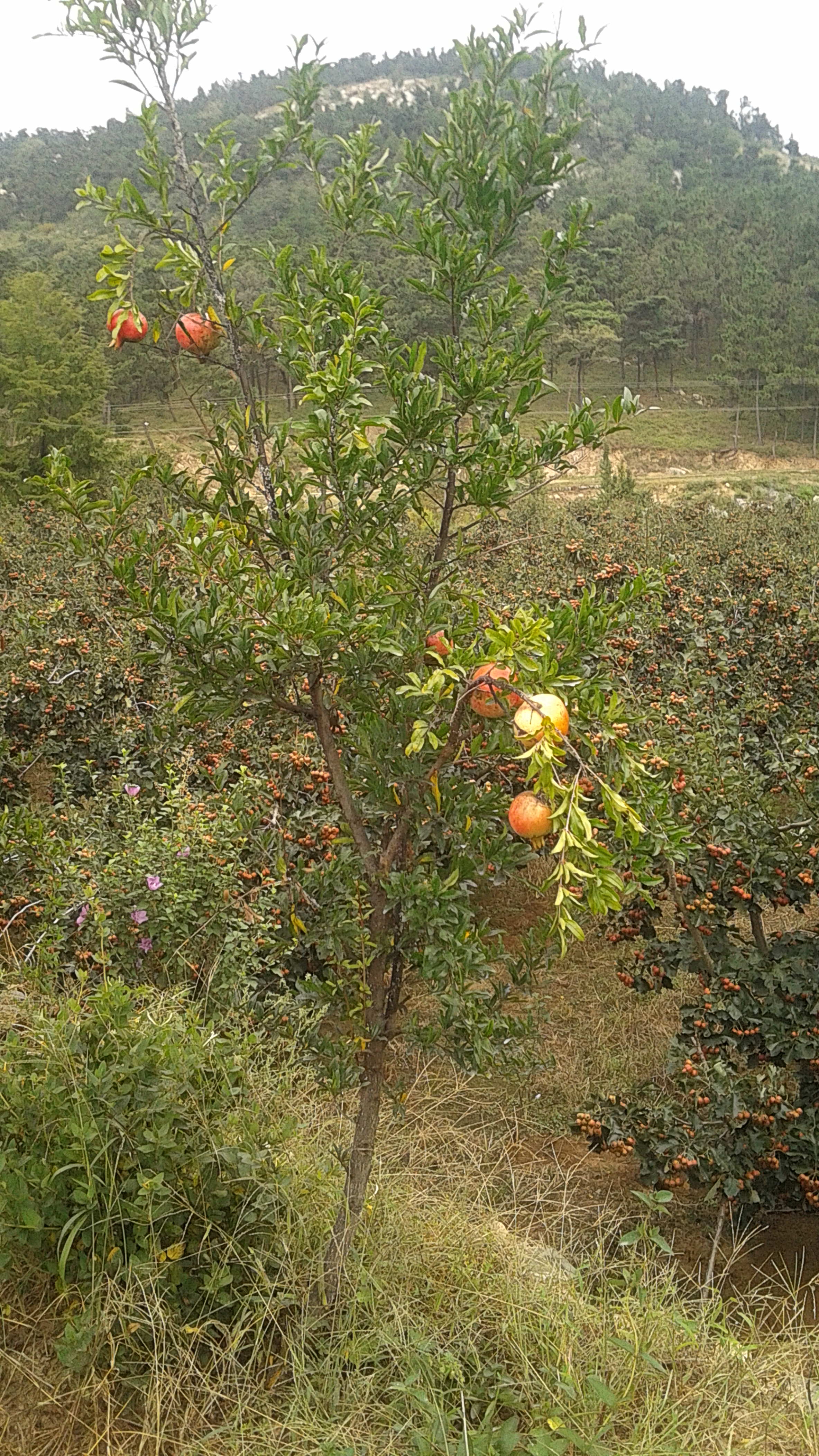 石榴树