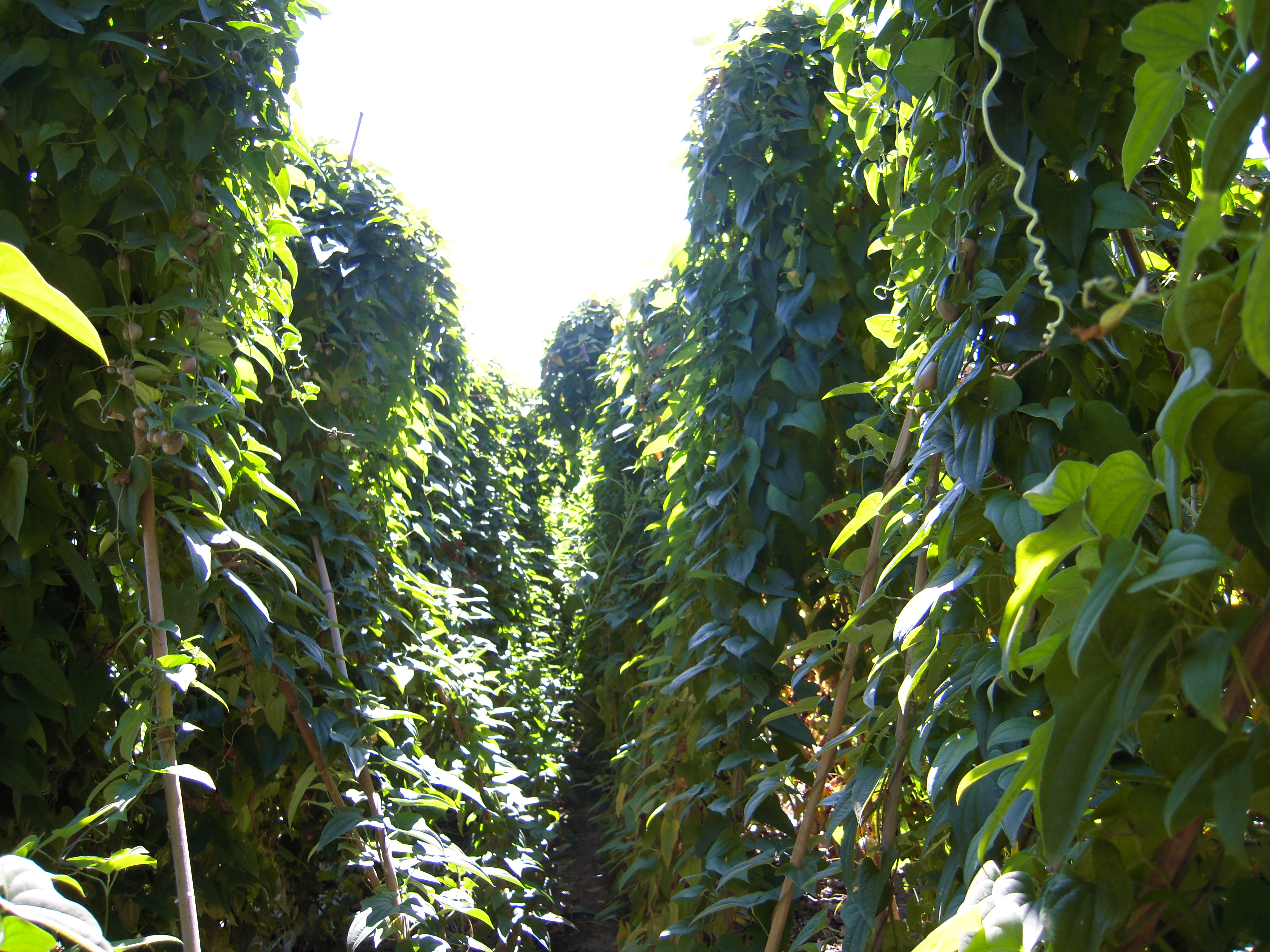 山藥基地-河北省安國市藥用植物種植基地