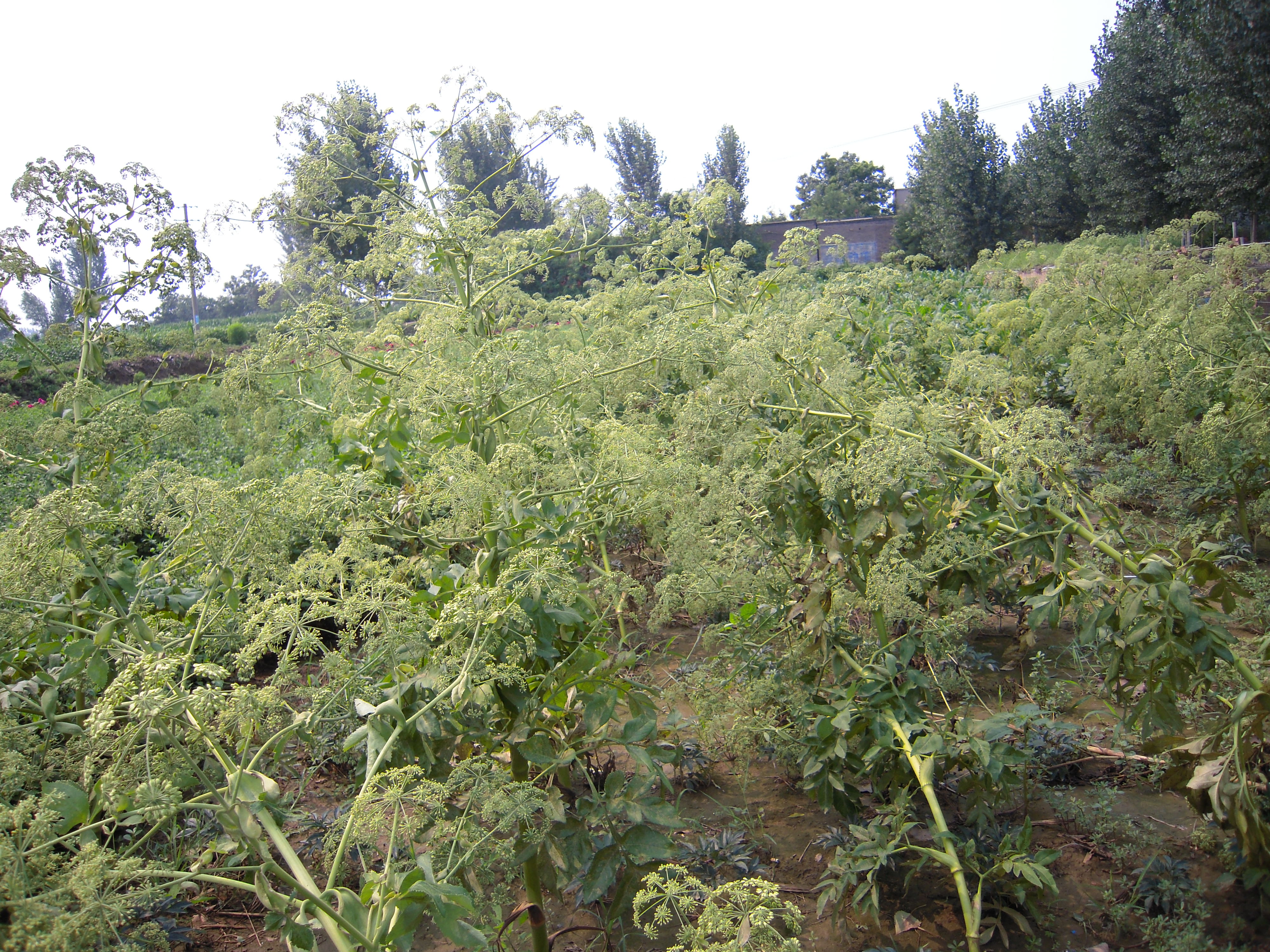 基地名稱:培育白芷種子基地