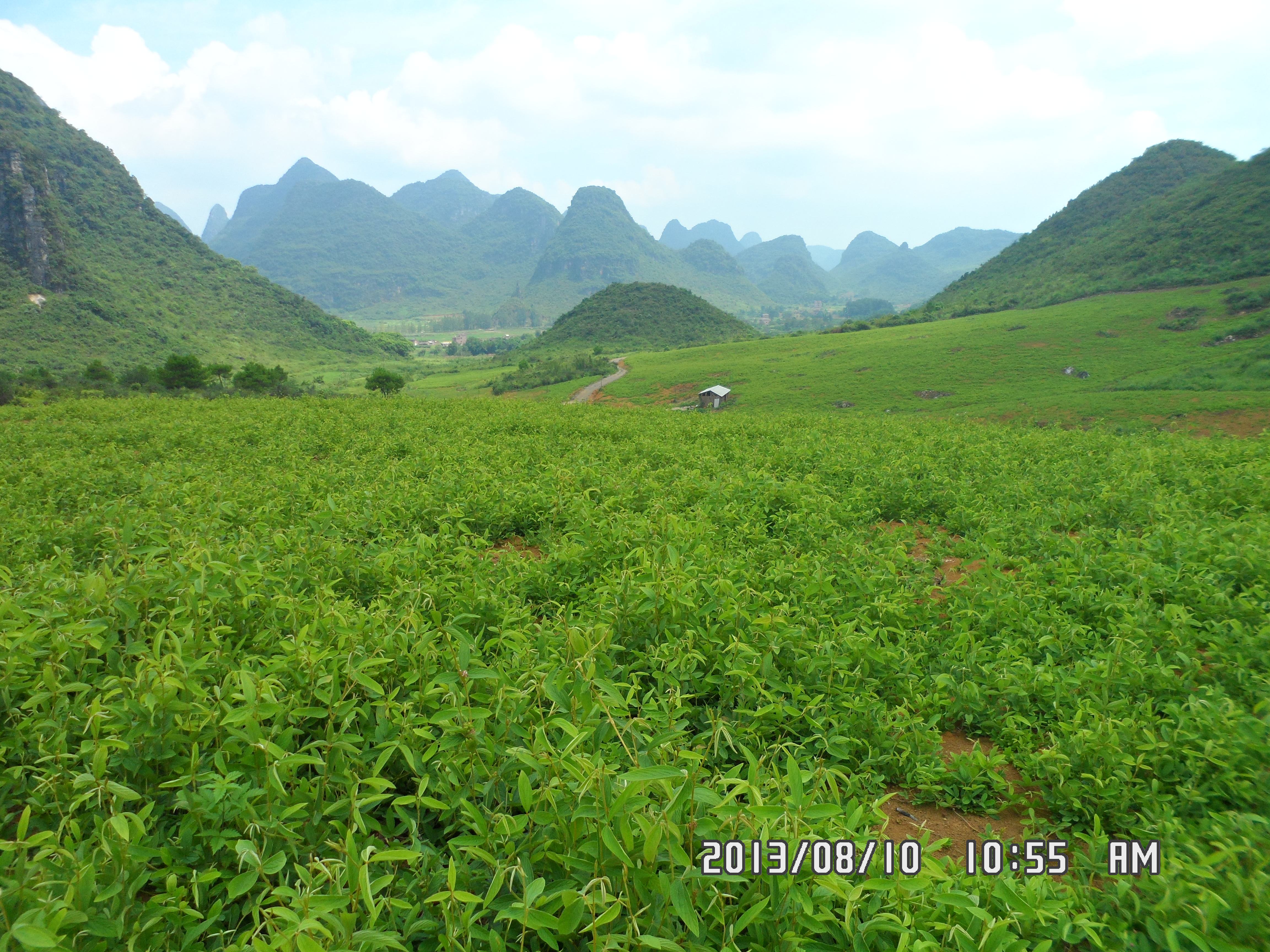 平山塘基地-广西千斤拔药材种植开发中心